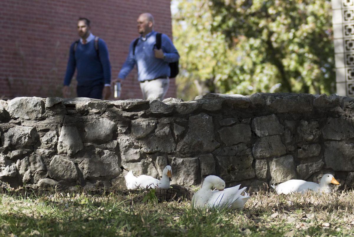 Hunter Sutton and Ken Shipbaugh, representatives of Pearson Education, walk on campus past the Wooster ducks yesterday next to Morse. The twitter profile is the most popular account among the duck social media accounts.