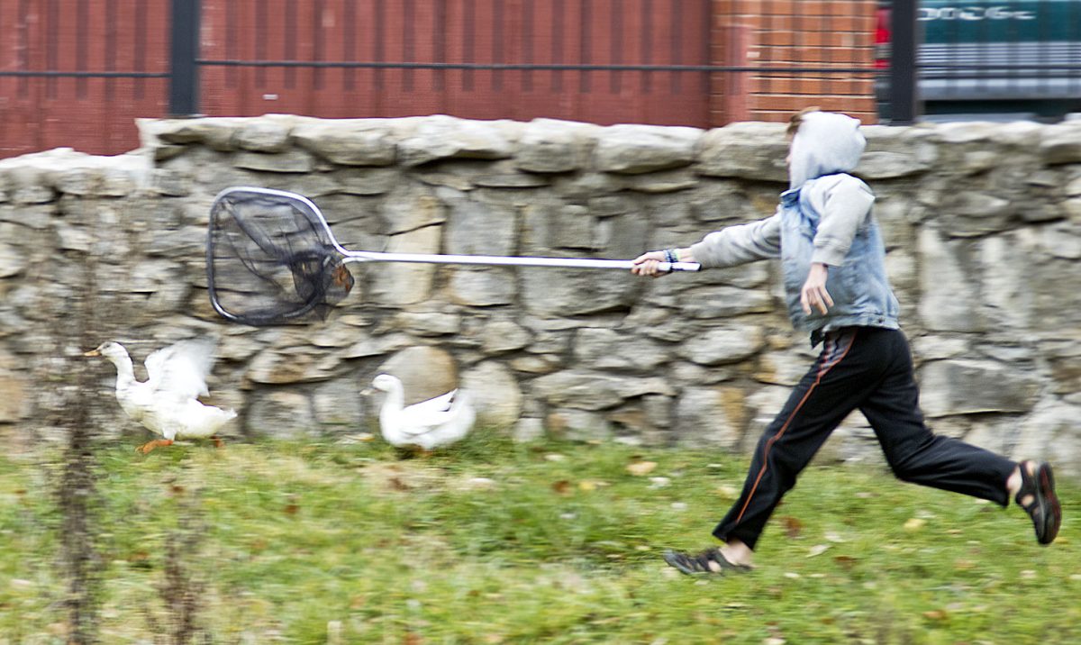 Jesse Renfro, Patrick Renfro&#8217;s son, chases the ducks Sunday afternoon by Wooster Lake. Renfro was planning to catch them and transfer them to the farm they will be taken care of during the winter.