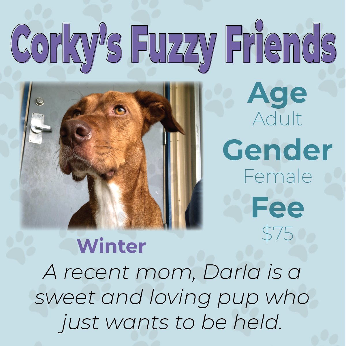 THIS WEEKS FUZZY FRIEND:&#160;
Those interested in adopting Darla should fill out an application to adopt at the Emporia Kansas Animal Shelter, 1216 Hatcher St. Darla, like all animals at the shelter, was found as a stray.&#160;