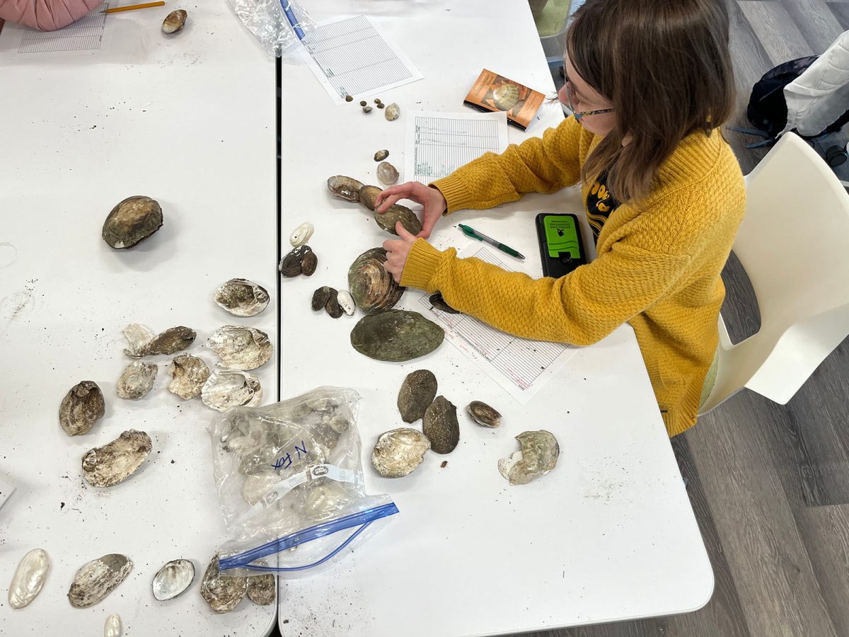 Anna Hovious, sophomore biology major, attempts to identify a mussel specimen which was collected from Fox Creek.&#160;
