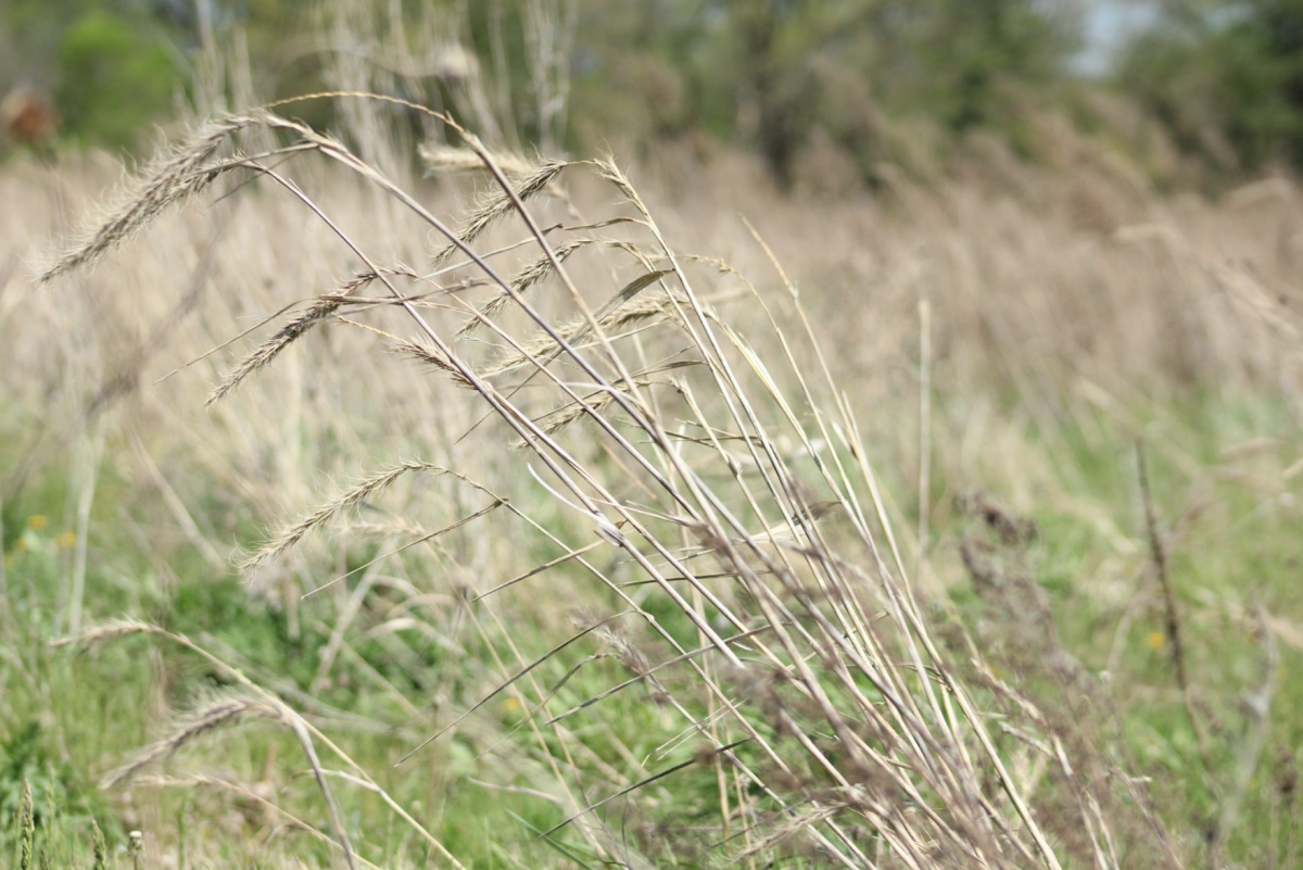 Six-acres of tallgrass prairie sit outside of the Prophet Aquatic Research and Outreach Center. A project to restore the area that was once covered with turf grass has been in motion since 2021.&#160;